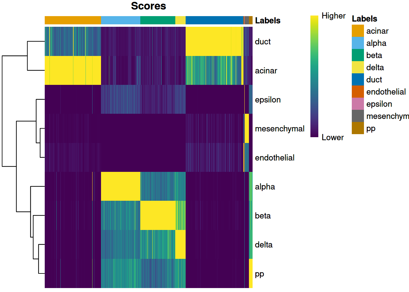 Heatmap of normalized scores for the Grun dataset. Each cell is a column while each row is a label in the reference Muraro dataset. The final label (after fine-tuning) for each cell is shown in the top color bar.