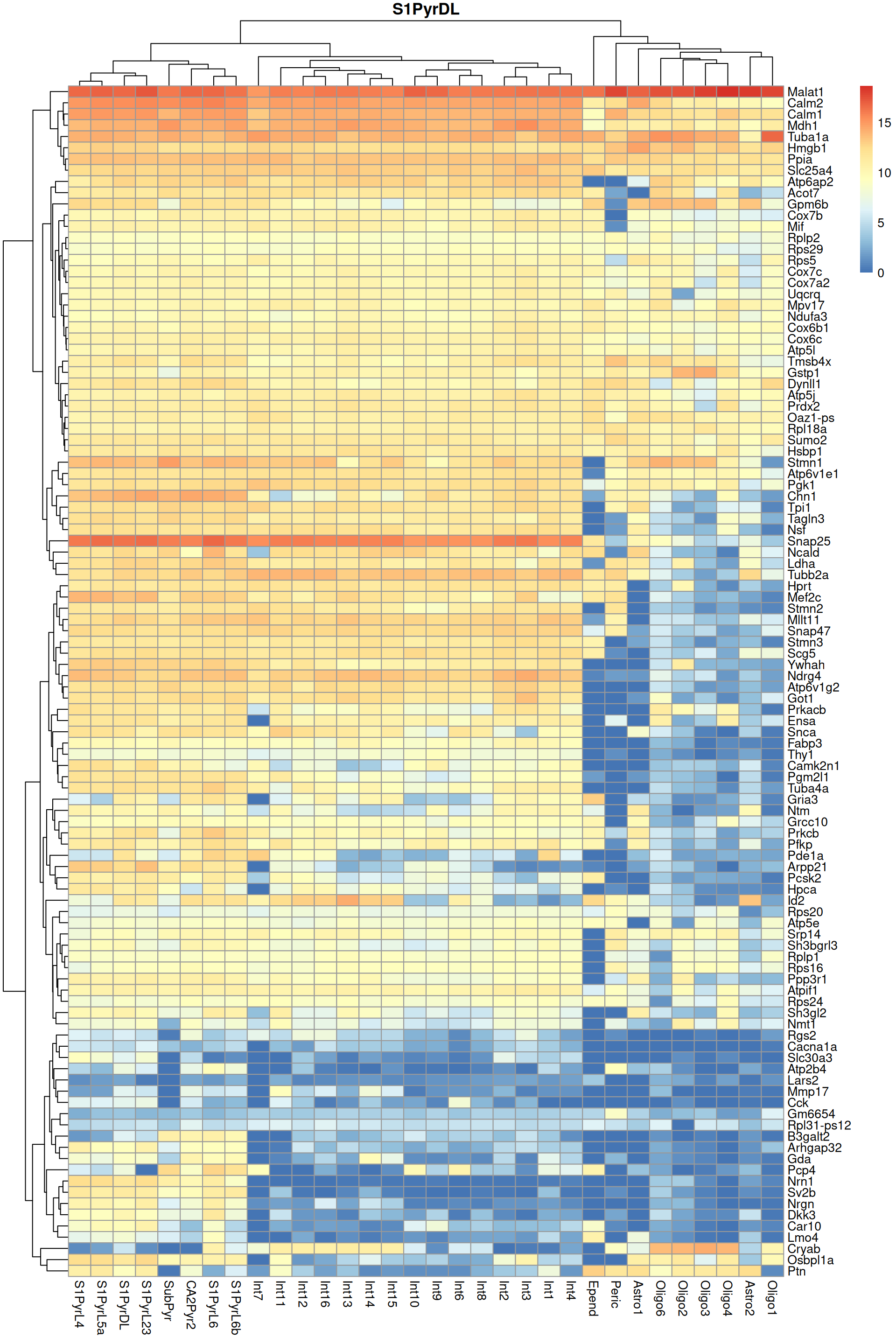 Heatmap of log-expression values in the Tasic dataset for all marker genes upregulated in the most frequent label from the Zeisel reference dataset.