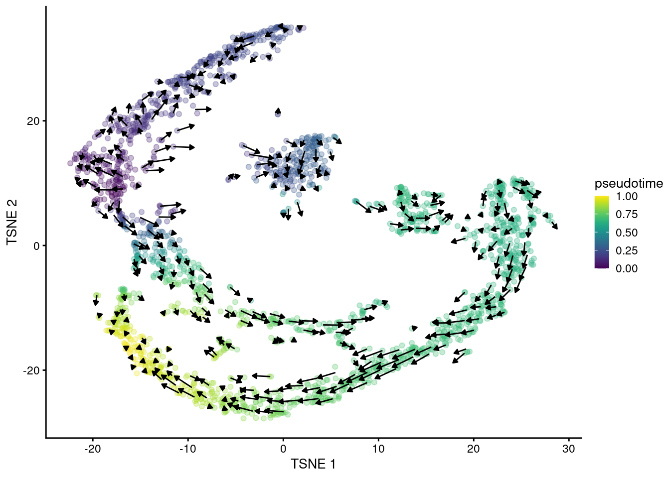 $t$-SNE plot of the Hermann spermatogenesis dataset, where each point is a cell and is colored by its velocity pseudotime. Arrows indicate the direction and magnitude of the velocity vectors, averaged over nearby cells.